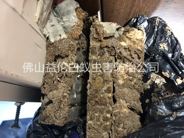 均安白蚁巢灭治工程