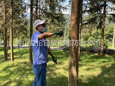 陈村景区树木防治白蚁工程