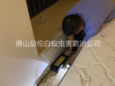 龙江家居白蚁灭治工程